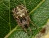 Larinioides cornutus